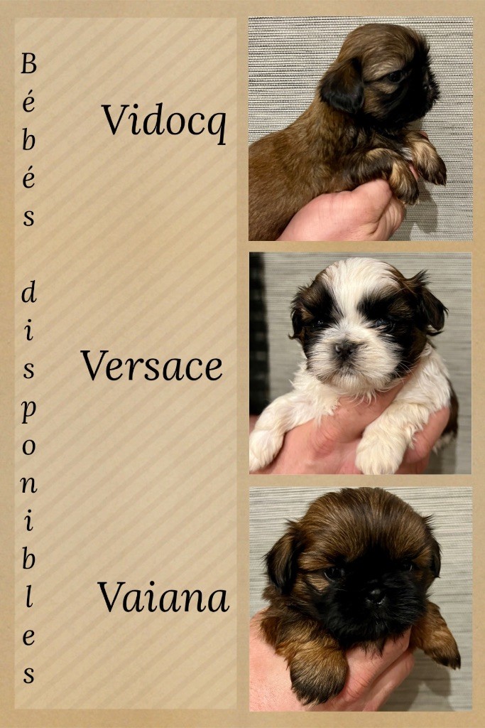 chiot Shih Tzu Du Royaume D'Adès