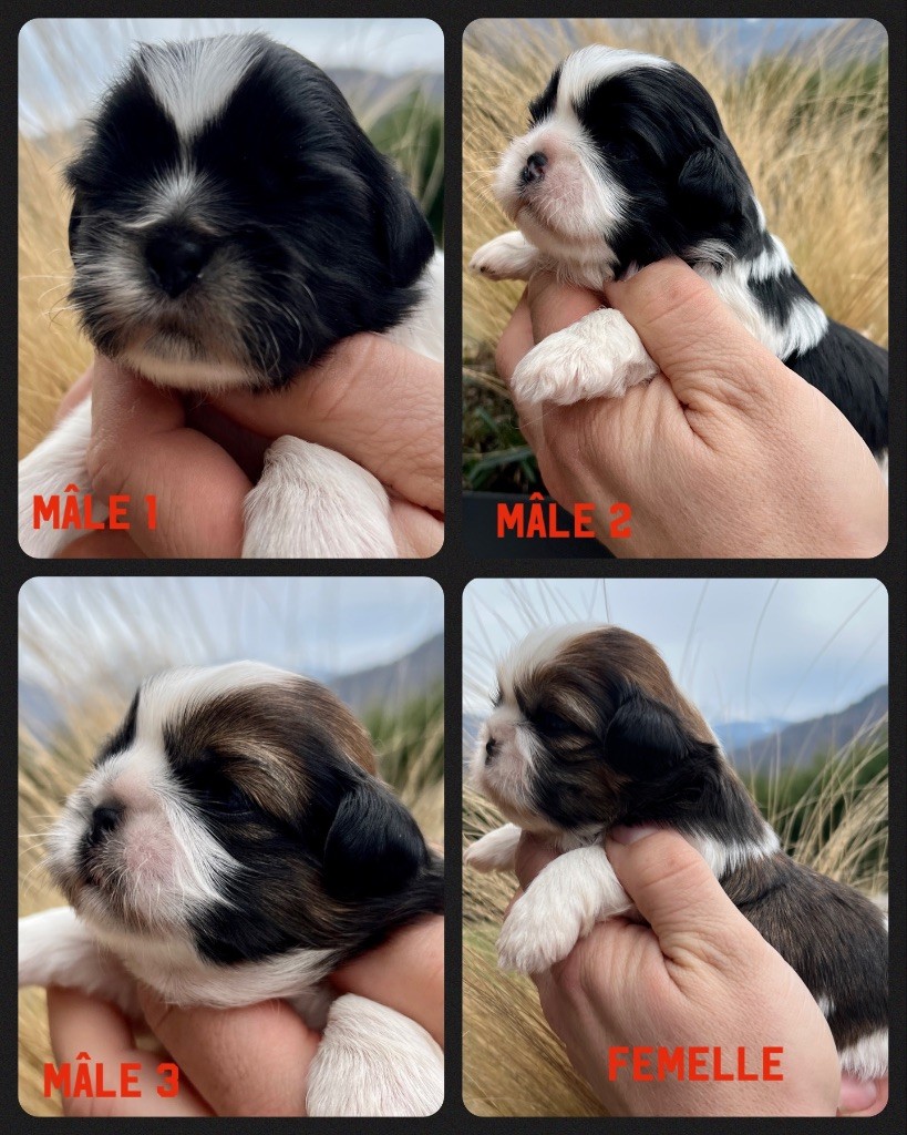 chiot Shih Tzu Du Royaume D'Adès