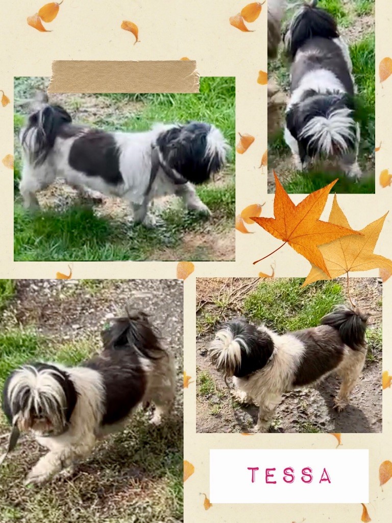 Tessa the Dynasty of Royaume de Laurie