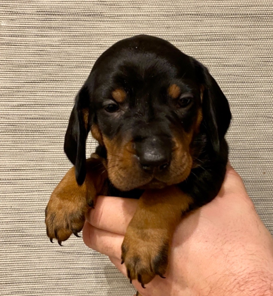 Du Royaume D'Adès - Chien Courant Polonais - Portée née le 06/12/2020