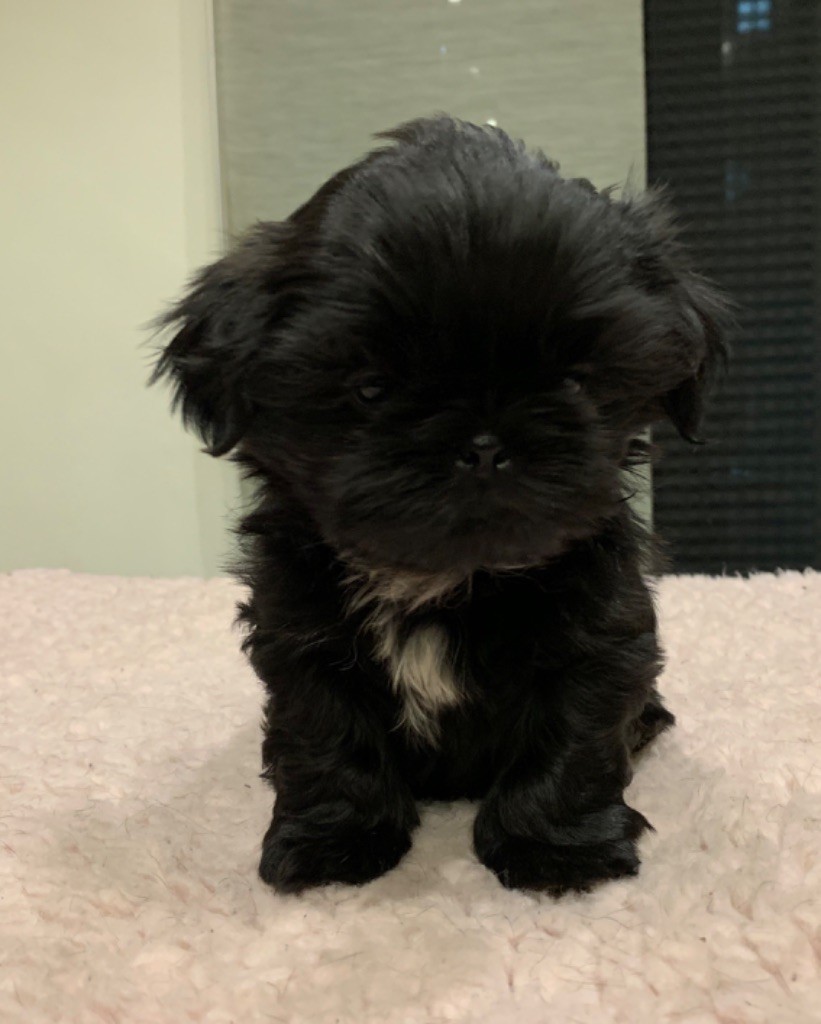 Du Royaume D'Adès - Shih Tzu - Portée née le 12/11/2018