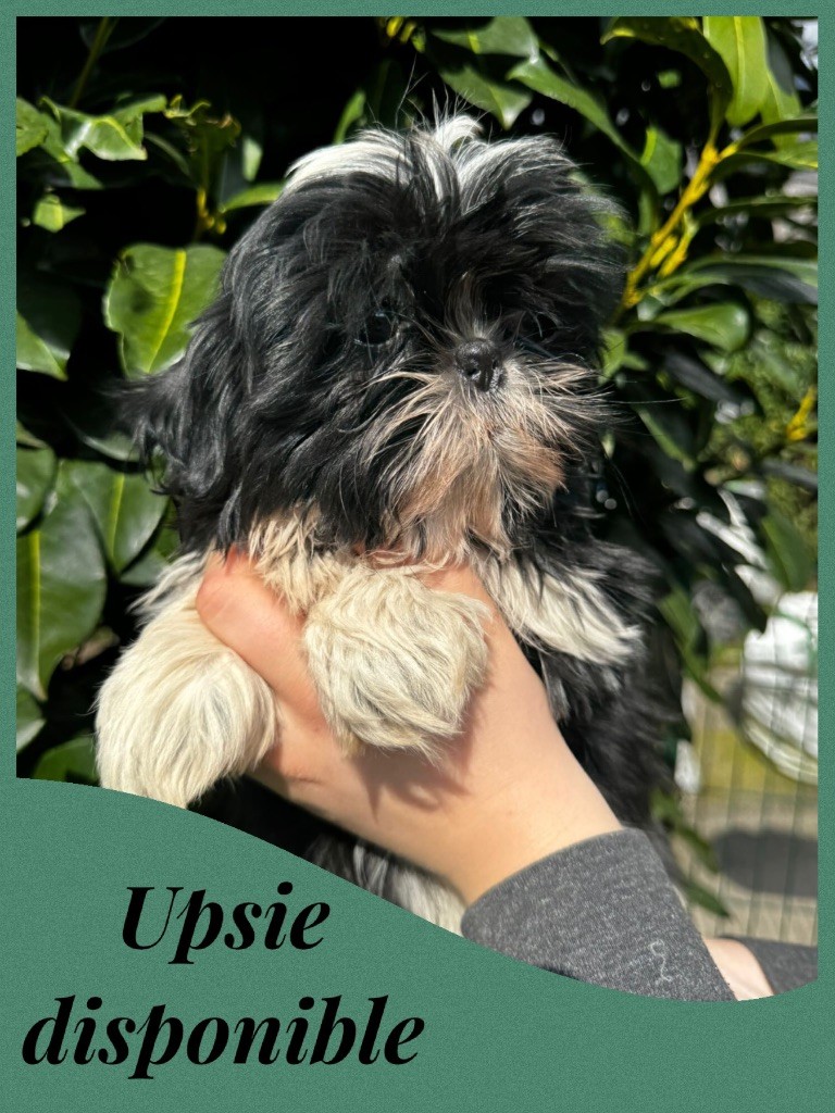 Du Royaume D'Adès - Shih Tzu - Portée née le 18/12/2023