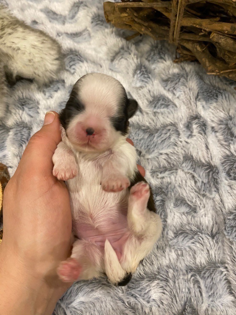 Du Royaume D'Adès - Shih Tzu - Portée née le 21/01/2020