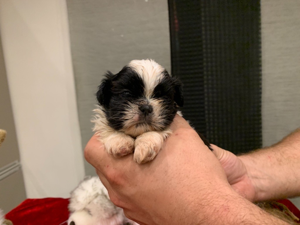 Du Royaume D'Adès - Shih Tzu - Portée née le 30/08/2019