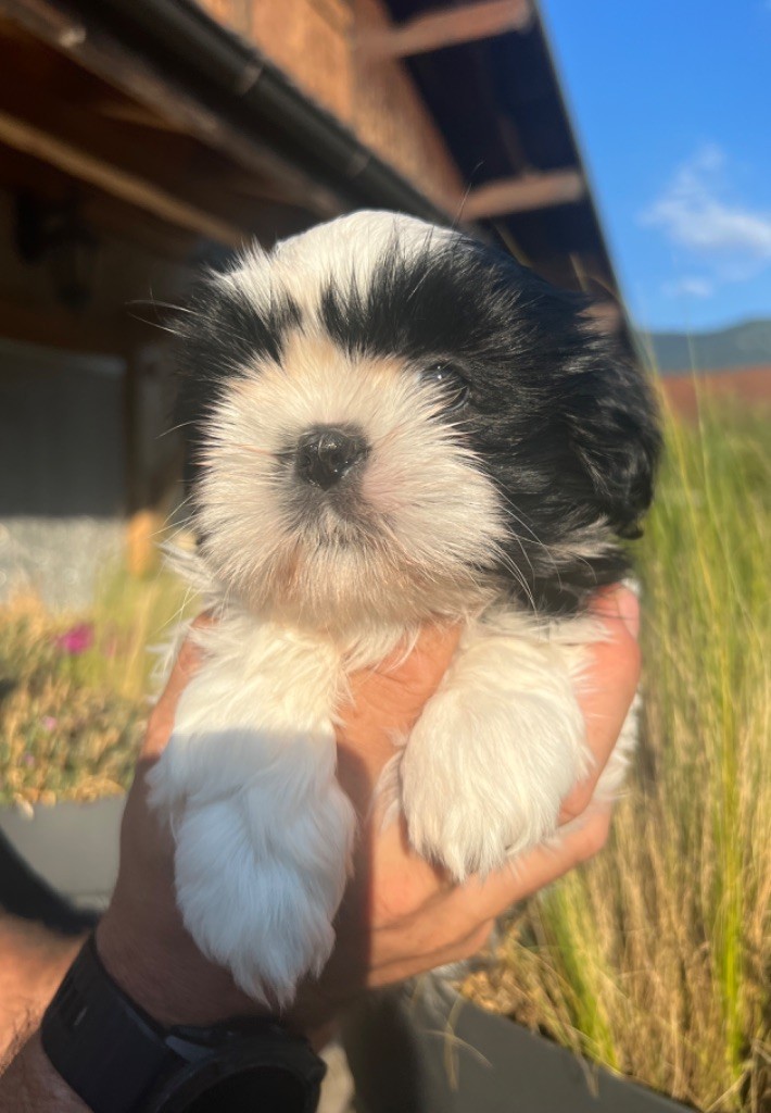 Du Royaume D'Adès - Shih Tzu - Portée née le 23/06/2022