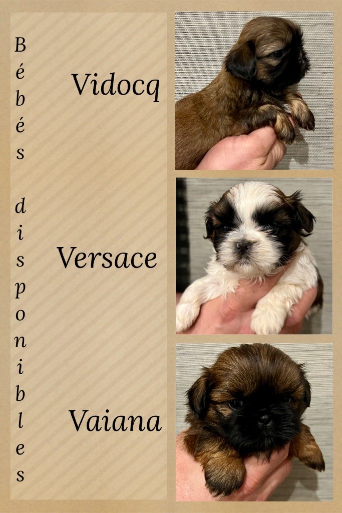 Du Royaume D'Adès - Shih Tzu - Portée née le 23/02/2024