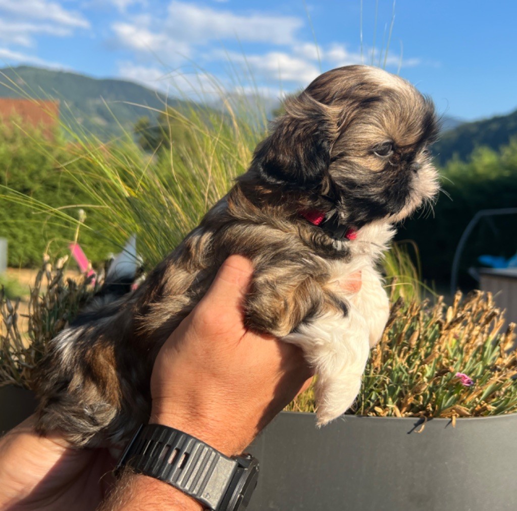 Du Royaume D'Adès - Shih Tzu - Portée née le 23/06/2022
