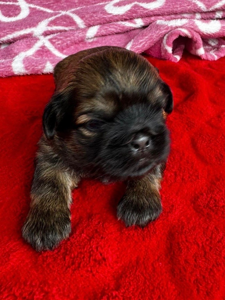 Du Royaume D'Adès - Shih Tzu - Portée née le 02/03/2024