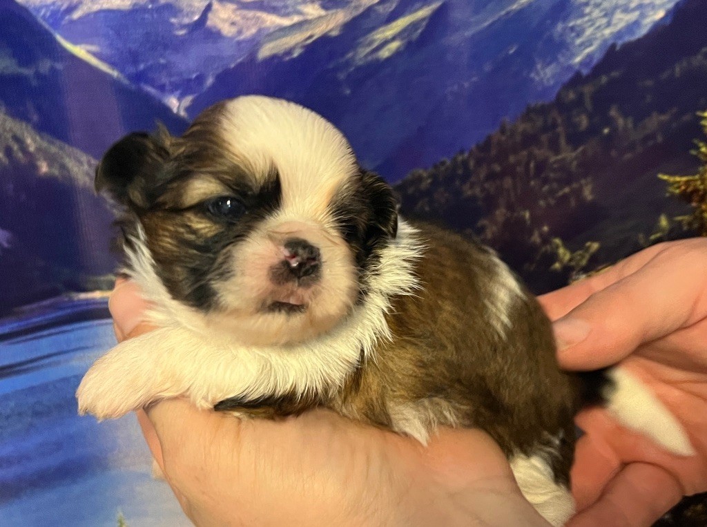 Du Royaume D'Adès - Shih Tzu - Portée née le 10/11/2022