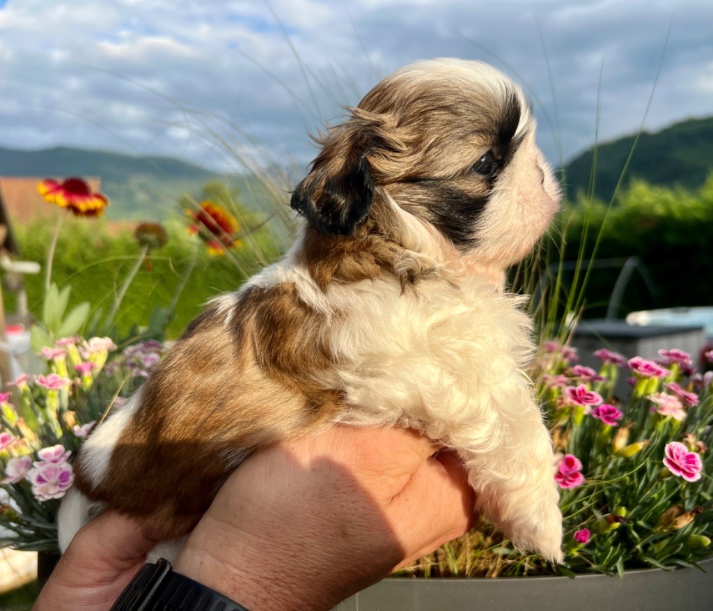 Du Royaume D'Adès - Shih Tzu - Portée née le 01/05/2022