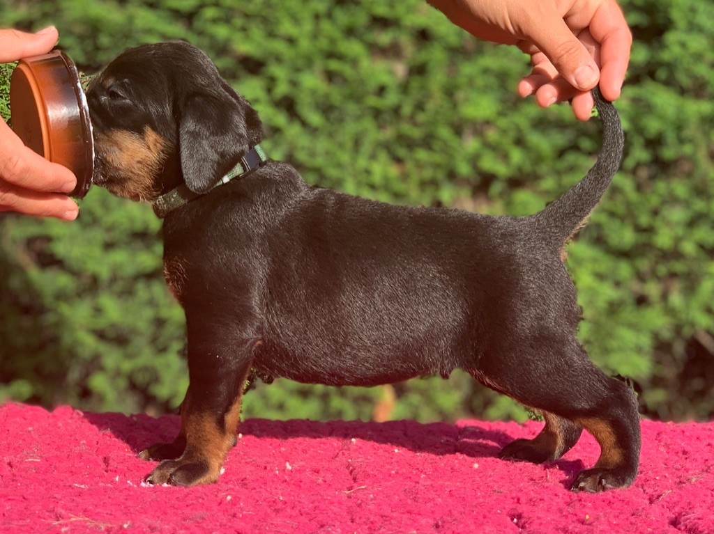 Du Royaume D'Adès - Chien Courant Polonais - Portée née le 31/05/2019