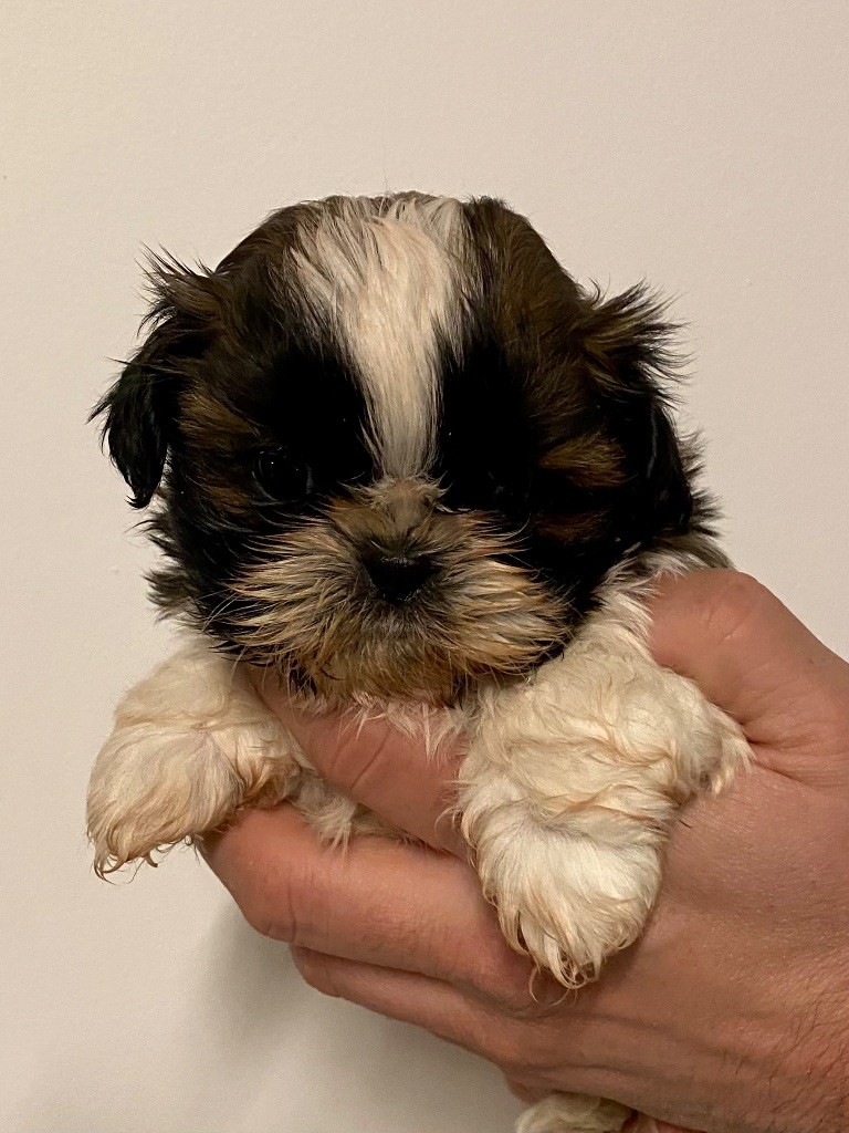 Du Royaume D'Adès - Shih Tzu - Portée née le 12/12/2022
