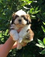 Romeo