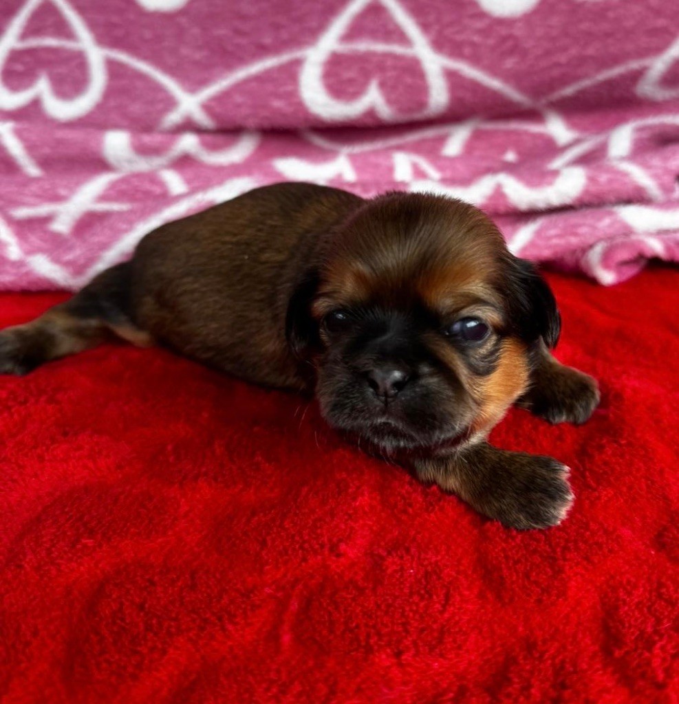 Du Royaume D'Adès - Shih Tzu - Portée née le 02/03/2024