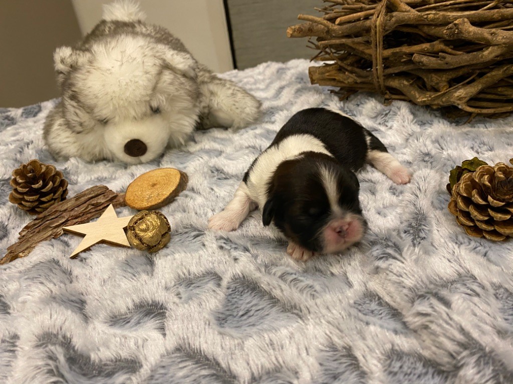 Du Royaume D'Adès - Shih Tzu - Portée née le 22/01/2020