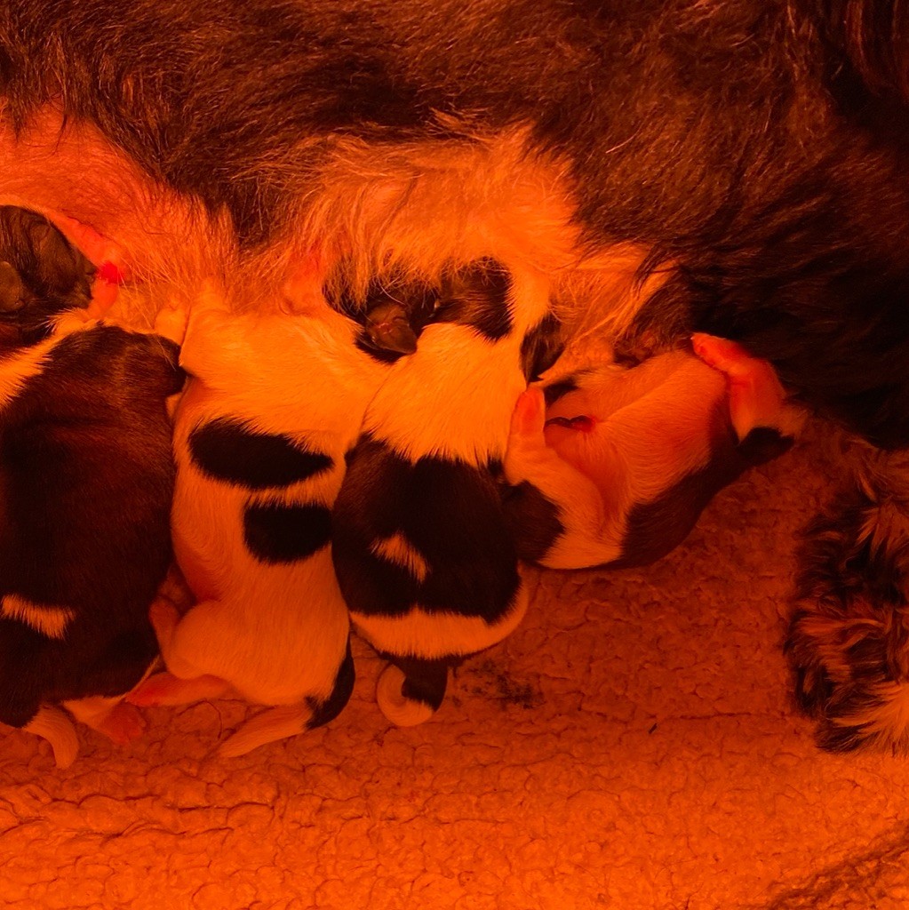 Du Royaume D'Adès - Shih Tzu - Portée née le 15/05/2020