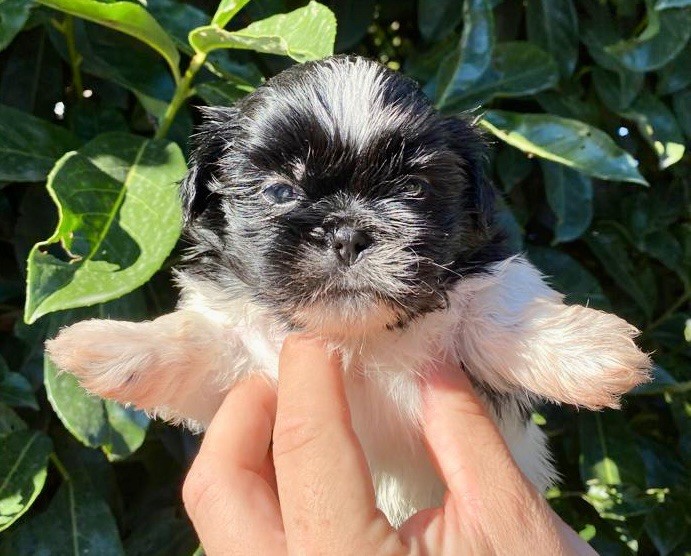 Du Royaume D'Adès - Shih Tzu - Portée née le 16/09/2022
