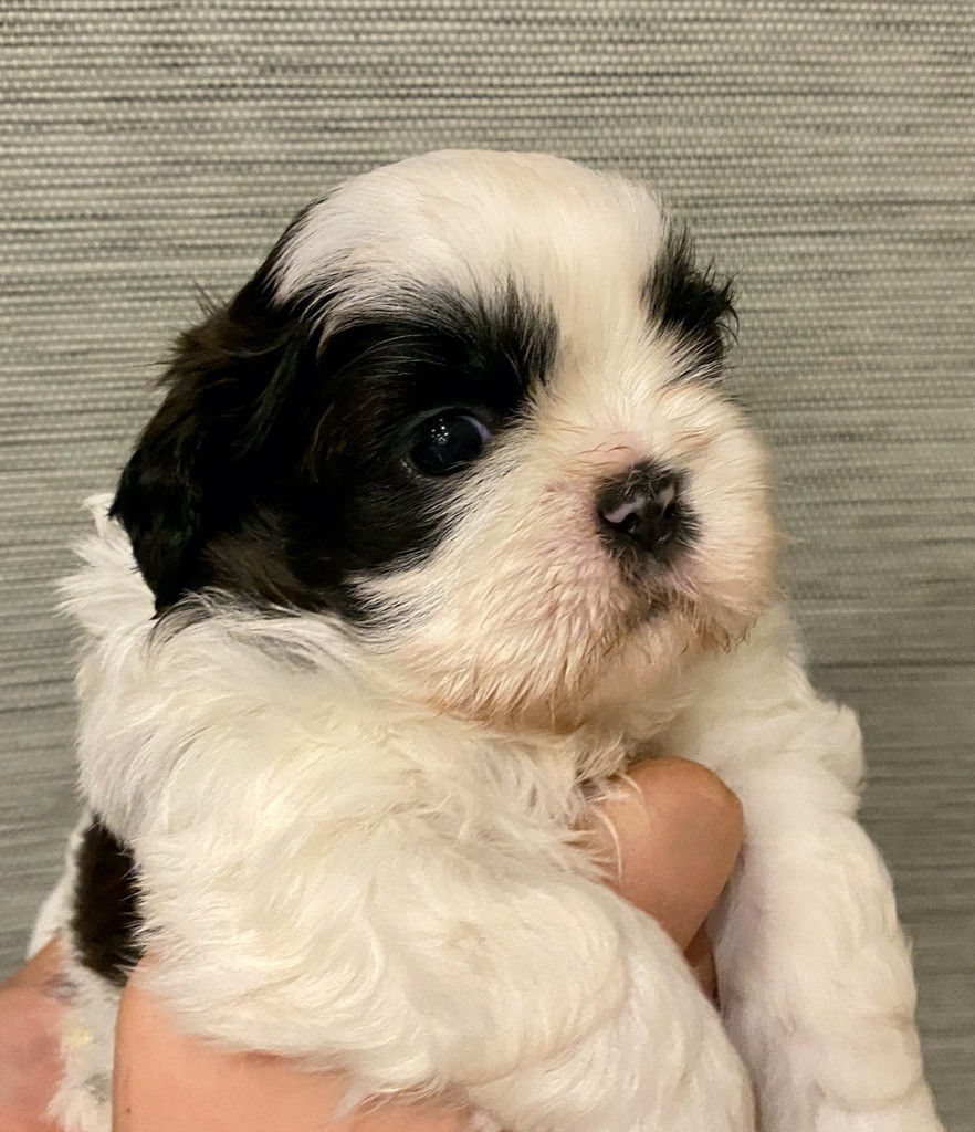 Du Royaume D'Adès - Shih Tzu - Portée née le 07/10/2020